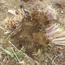 팜파스 | 팜파스그라스 모종 월동 성공 푸밀라 뿌리나누기 번식 방법 후기