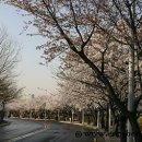 벚꽃약국 이미지