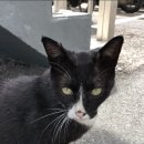 다운목살구이식당(모범음식점) 이미지