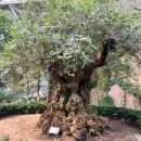 부천호수식물원 수피아 이미지