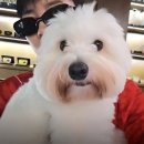 전지적 시월이 참견시점🐶😆 이미지