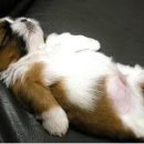 웃으면복이와요 이미지