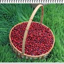 크랜베리(Cranberry) 효능 이미지