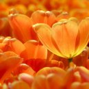 한솔이네 한옥 이미지