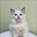 Fall in Rags 이미지