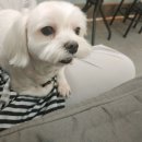 복돌이네애견샵 네이버블로그