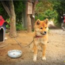 땡칠이 민박 Daum카페