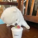 멍푸치노 이미지