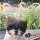 피플앤펫 이미지