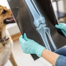 포인트동물의료센터 이미지