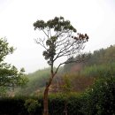 집에 자라는 자생 상록활엽수 가나다순으로 7. 굴거리나무 이미지