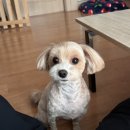 룩앳독 이미지