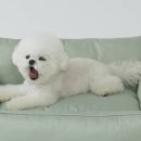 펫마마 네이버블로그
