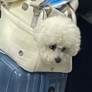 베일리펫케어 이미지