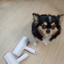 강아지털 [깐부상회] 돌돌이청소기로 해결했어요.