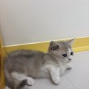 익산 고양이카페 아이캣유 네이버블로그