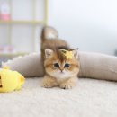 분당고양이분양 고사남 이미지