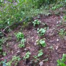 다래와 잣나무 이미지