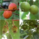 대비농장2 이미지