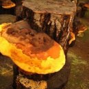 장생이마을 이미지