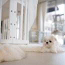 바닐라 퍼피 이미지