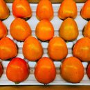 단감농장 이미지