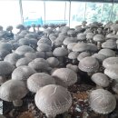 삼정농장2 이미지