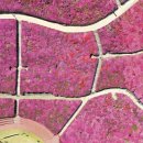 철쭉동산 이미지