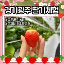 고운농장 | 경기광주 주말체험 곤지암 아이와함께 가볼만한곳 고운딸기농장