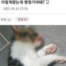 YS동물병원 이미지