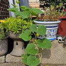 청춘팔팔 실버체조 프로그램 이미지