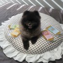 홍천 개아빠 이미지