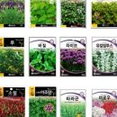 사계절꽃서랍 네이버블로그