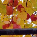 아름스토아 이미지