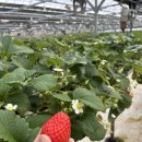 큰뜰농장 이미지