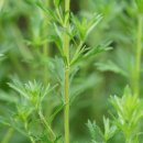 제비쑥 Artemisia japonica Thunb. 이미지