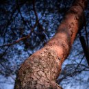 카멜리아 이미지