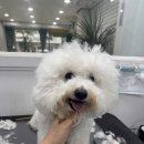 댕스타일 | [대전] 월평동애견미용 비숑 스포팅 하이바컷 가위컷전문 , 댕스타일