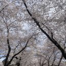 순창군청 | 광주근교 벚꽃 구경 추천 순창 양지천 ㅣ 벚꽃 꽃잔디 튤립 수선화 가득가득 주말 방문후기