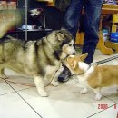 허스키 사랑 이미지