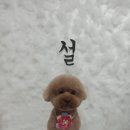 사월의 그루밍 이미지