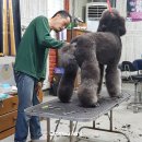 카사노바에리켄넬 이미지