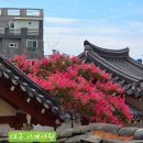 서계 | 대구 배롱나무 명소 서계서원 백일홍 개화상황 주차장 여름 가볼만한곳