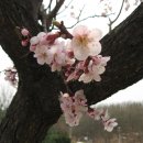 박가네생삼겹살 이미지