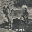 중국 동북지방의 개들은 크고 사납다 이미지