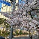 삼영운수 | 안양충훈 벚꽃축제 차 없는 거리 푸드트럭 축하무대 출연자 정보 석수3동 충훈부 맛집 식사 추천
