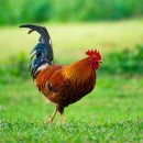 닭 씨리즈 이미지