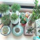 잣나무집정원 이미지