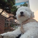 채선당도시락&샐러드밀키트24 광주첨단점 | 광주 첨단 붕어빵 맛집/강아지산책