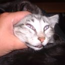 우리집 강아지 이미지